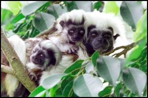 Juas and babies  - tamarin monkeys at Pacific Primate Sanctuary